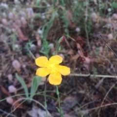 Hypericum gramineum (Small St Johns Wort) at The Pinnacle - 7 Dec 2016 by annamacdonald