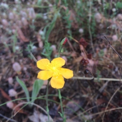 Hypericum gramineum (Small St Johns Wort) at Hawker, ACT - 7 Dec 2016 by annamacdonald