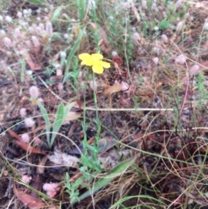 Hypericum gramineum at Hawker, ACT - 7 Dec 2016