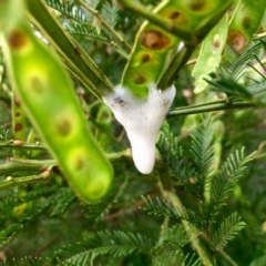 Aphrophorinae (subfamily) (Unidentified spittlebug) at The Pinnacle - 7 Dec 2016 by annamacdonald