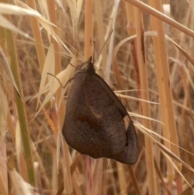 Heteronympha merope (Common Brown Butterfly) at The Pinnacle - 7 Dec 2016 by annamacdonald