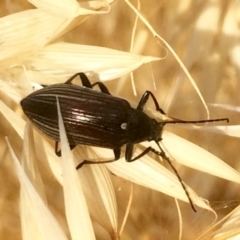 Homotrysis cisteloides (Darkling beetle) at The Pinnacle - 7 Dec 2016 by annamacdonald