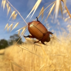 Anoplognathus montanus (Montane Christmas beetle) at The Pinnacle - 7 Dec 2016 by annamacdonald