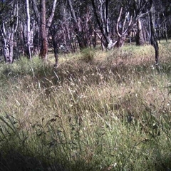 Unidentified at Mulligans Flat - 6 Dec 2016 by MulligansFlat1