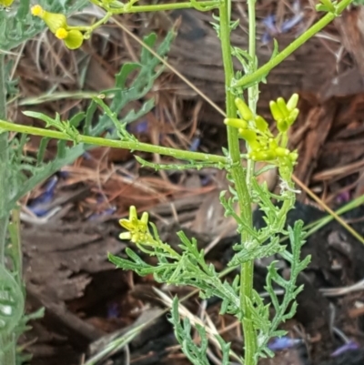 Senecio bathurstianus (Rough Fireweed) at Isaacs, ACT - 6 Dec 2016 by Mike