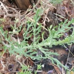 Senecio bathurstianus at Isaacs, ACT - 6 Dec 2016 12:03 PM