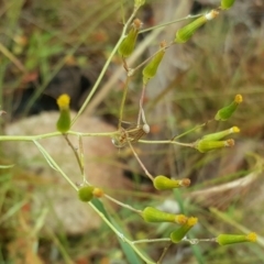 Senecio quadridentatus (Cotton Fireweed) at Isaacs Ridge and Nearby - 6 Dec 2016 by Mike