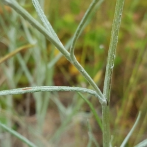 Senecio quadridentatus at Isaacs, ACT - 6 Dec 2016 11:53 AM