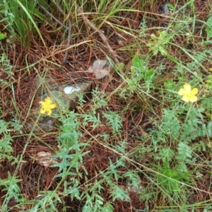 Hypericum gramineum at Isaacs, ACT - 6 Dec 2016