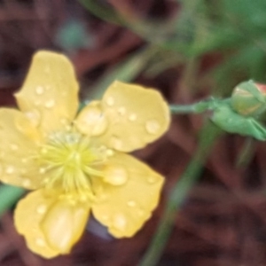 Hypericum gramineum at Isaacs, ACT - 6 Dec 2016