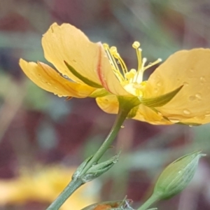 Hypericum gramineum at Isaacs, ACT - 6 Dec 2016