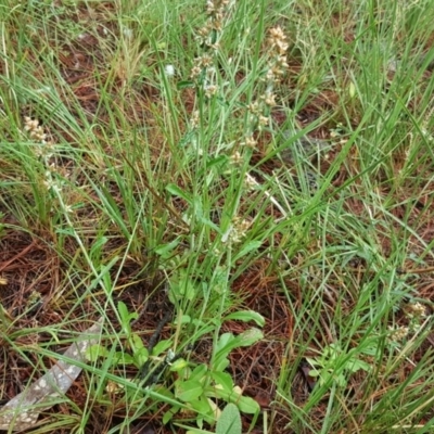 Gamochaeta impatiens (A cudweed) at Isaacs, ACT - 5 Dec 2016 by Mike