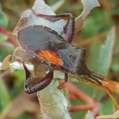 Amorbus (genus) (Eucalyptus Tip bug) at Isaacs Ridge - 6 Dec 2016 by Mike