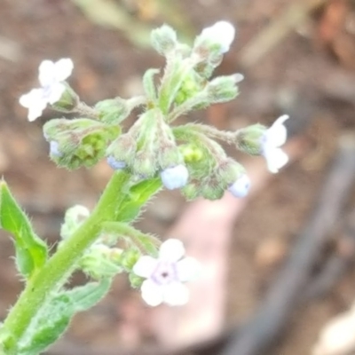 Cynoglossum australe (Australian Forget-me-not) at Isaacs Ridge - 5 Dec 2016 by Mike