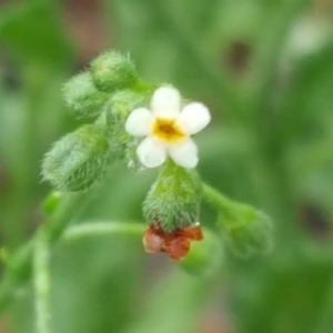 Hackelia suaveolens at Isaacs Ridge - 6 Dec 2016