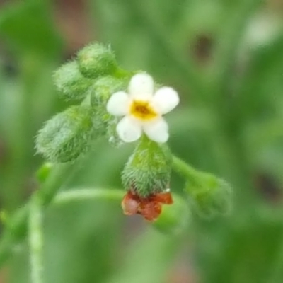 Hackelia suaveolens (Sweet Hounds Tongue) at Isaacs Ridge - 5 Dec 2016 by Mike