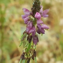 Oxytes brachypoda (Large Tick-trefoil) at Jerrabomberra, ACT - 6 Dec 2016 by Mike