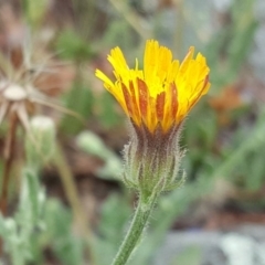 Crepis foetida subsp. foetida (Stinking Hawksbeard) at Isaacs Ridge - 5 Dec 2016 by Mike