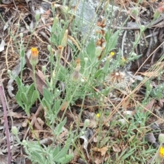 Crepis foetida subsp. foetida at Jerrabomberra, ACT - 6 Dec 2016