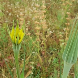 Tragopogon dubius at Jerrabomberra, ACT - 6 Dec 2016 10:49 AM