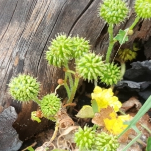 Hydrocotyle laxiflora at Jerrabomberra, ACT - 6 Dec 2016