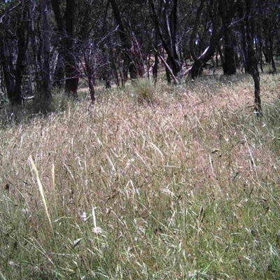 Unidentified at Mulligans Flat - 7 Dec 2016 by MulligansFlat1