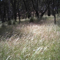 Unidentified at Mulligans Flat - 7 Dec 2016 by MulligansFlat1