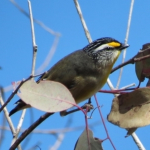 Pardalotus striatus at Molonglo River Reserve - 1 Aug 2013 11:27 AM