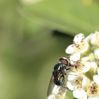 Psilota sp. (genus) (Hover fly) at O'Connor, ACT - 3 Dec 2016 by ibaird