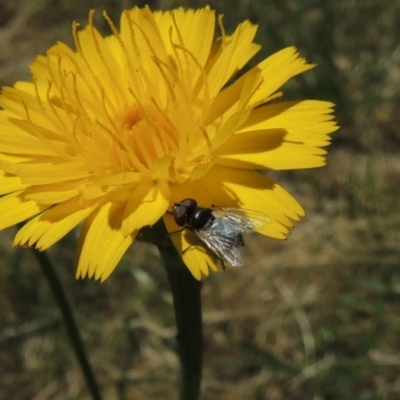 Unidentified at Pollinator-friendly garden Conder - 17 Nov 2016 by michaelb