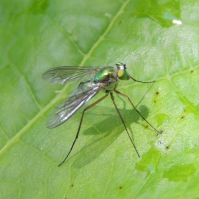 Austrosciapus sp. (genus) (Long-legged fly) at Conder, ACT - 21 Nov 2016 by MichaelBedingfield