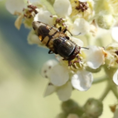 Stomorhina sp. (genus) (Snout fly) at O'Connor, ACT - 3 Dec 2016 by ibaird