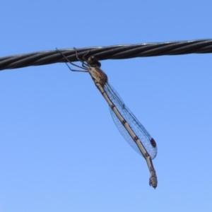 Austrolestes sp. (genus) at Conder, ACT - 1 Nov 2016 09:34 AM