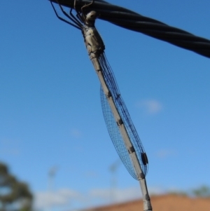 Austrolestes sp. (genus) at Conder, ACT - 1 Nov 2016 09:34 AM