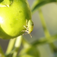 Nezara viridula at O'Connor, ACT - 3 Dec 2016 05:38 PM