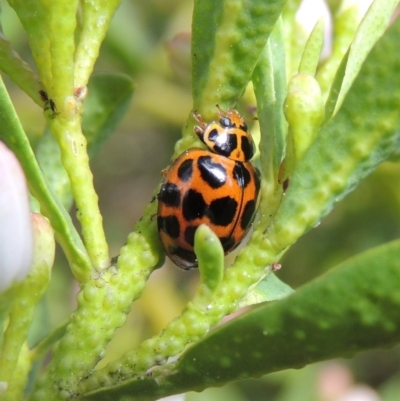 Harmonia conformis (Common Spotted Ladybird) at Conder, ACT - 17 Sep 2016 by MichaelBedingfield