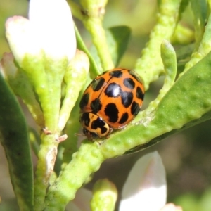 Harmonia conformis at Conder, ACT - 17 Sep 2016 12:31 PM