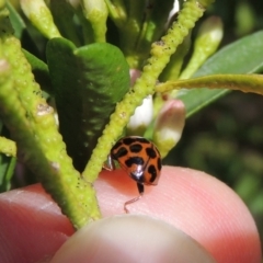 Harmonia conformis at Conder, ACT - 17 Sep 2016 12:31 PM