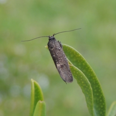 Leistomorpha brontoscopa (A concealer moth) at Conder, ACT - 22 Sep 2016 by michaelb