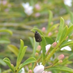 Leistomorpha brontoscopa at Conder, ACT - 22 Sep 2016