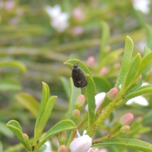 Leistomorpha brontoscopa at Conder, ACT - 22 Sep 2016