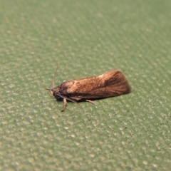 Leistomorpha brontoscopa at Conder, ACT - 22 Sep 2016 02:47 PM