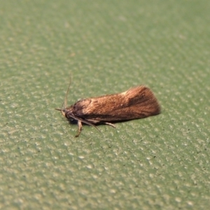 Leistomorpha brontoscopa at Conder, ACT - 22 Sep 2016