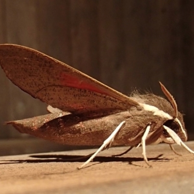 Hippotion scrofa (Coprosma Hawk Moth) at Four Winds Bioblitz Reference Sites - 8 Dec 2016 by narelle