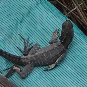 Intellagama lesueurii howittii at Barragga Bay, NSW - 6 Dec 2016