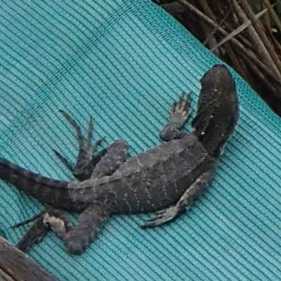 Intellagama lesueurii howittii (Gippsland Water Dragon) at Four Winds Bioblitz Reference Sites - 6 Dec 2016 by narelle