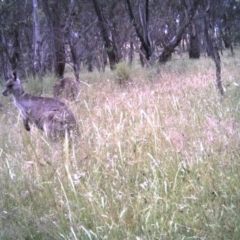 Macropus giganteus (Eastern Grey Kangaroo) at Gungahlin, ACT - 8 Dec 2016 by MulligansFlat1