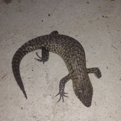 Egernia cunninghami (Cunningham's Skink) at Burra, NSW - 9 Dec 2016 by Safarigirl