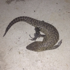 Egernia cunninghami at Burra, NSW - 9 Dec 2016