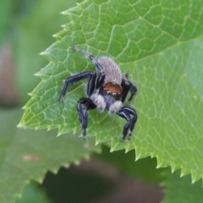 Maratus griseus (Jumping spider) at Pollinator-friendly garden Conder - 19 Nov 2016 by michaelb